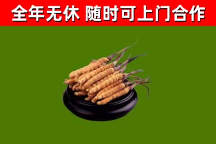 喀什回收散虫草