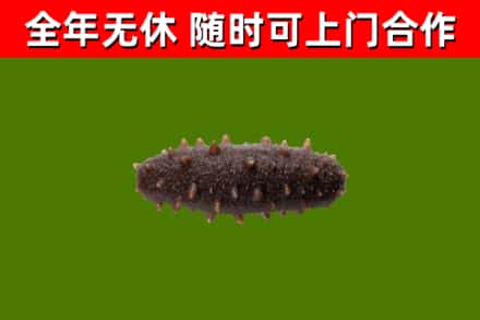 喀什回收海参干